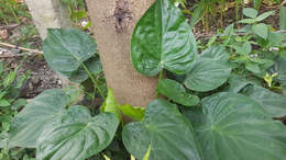 صورة Alocasia cucullata (Lour.) G. Don