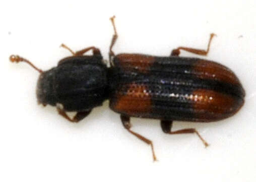 Image of Bark beetle