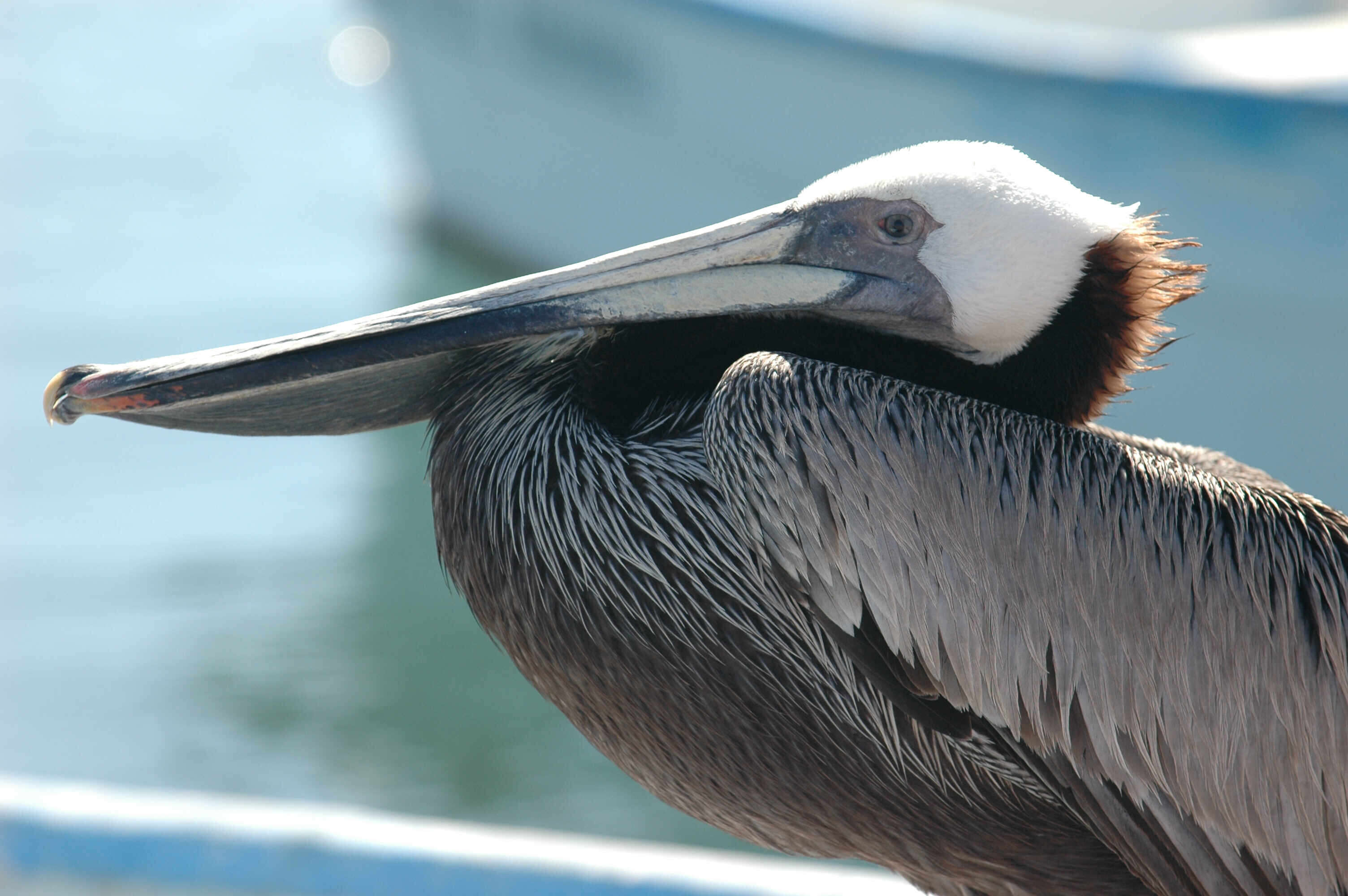 Image of California brown pelican