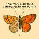 Image of Chrysoritis lycegenes