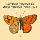 Слика од Chrysoritis lycegenes