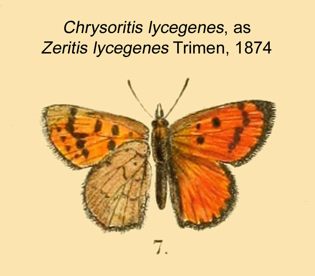 Image of Chrysoritis lycegenes
