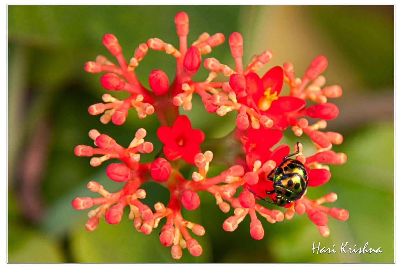 Image of shield-backed bugs