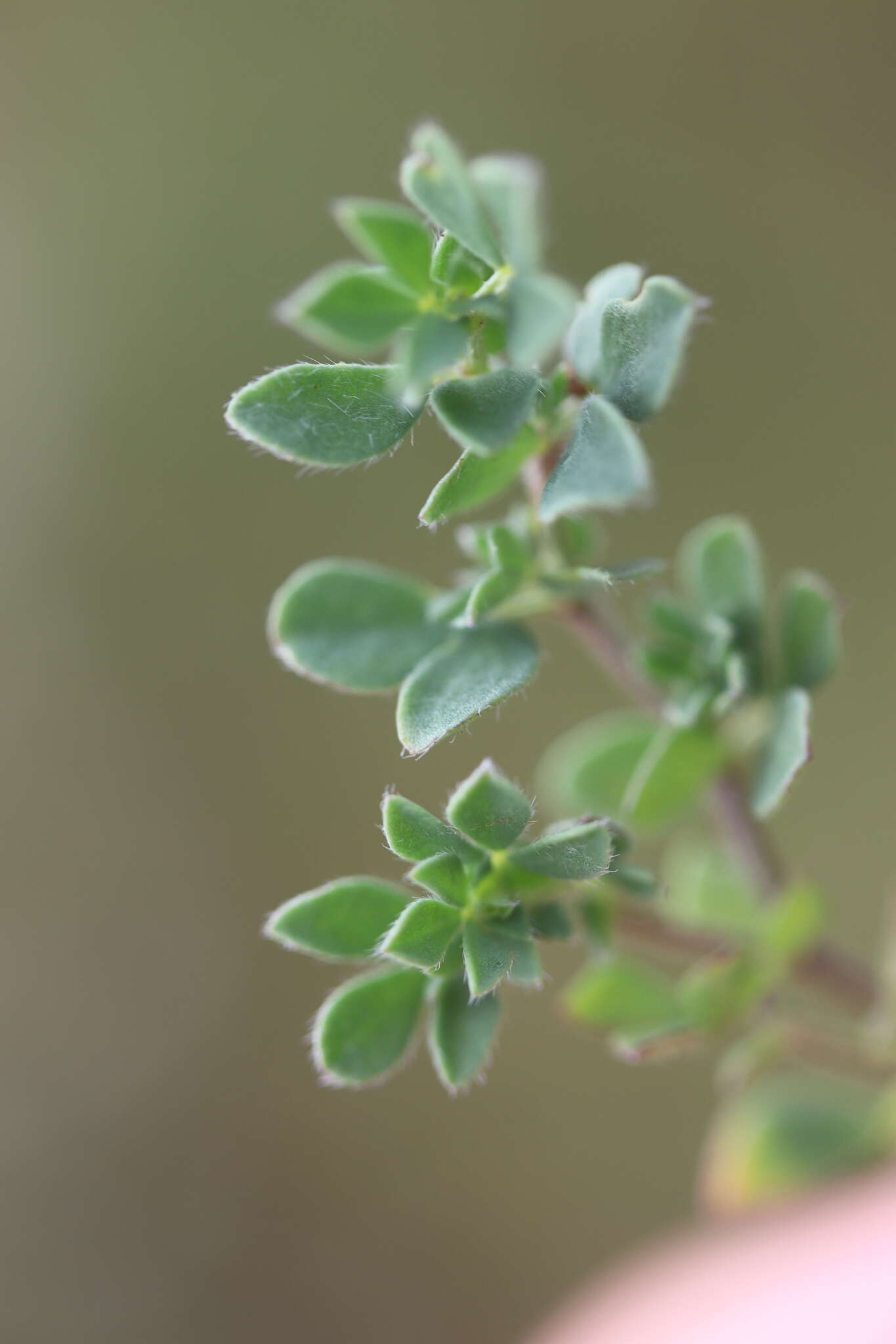 Image of Common Bird's-foot-trefoil