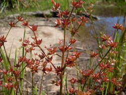 Image of Jointed rush