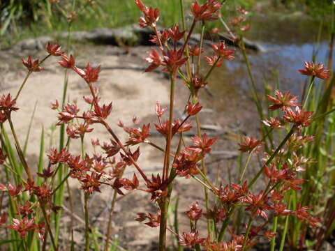 Juncus prismatocarpus R. Br. resmi