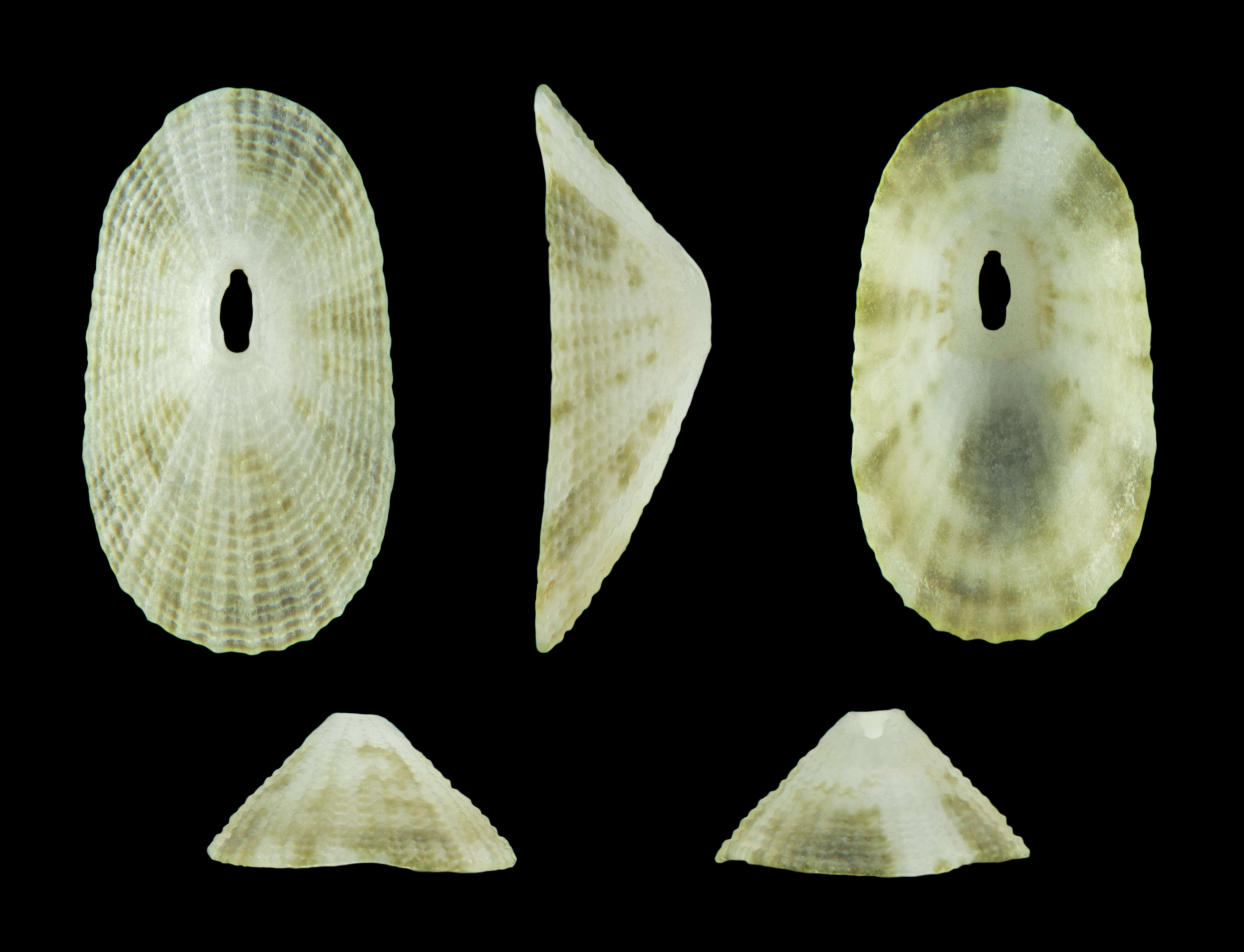 Image of Diodora variegata (G. B. Sowerby II 1862)