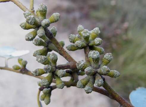 Image of brown stringybark