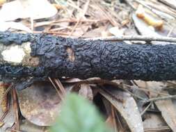 Image of Black Witches' Butter