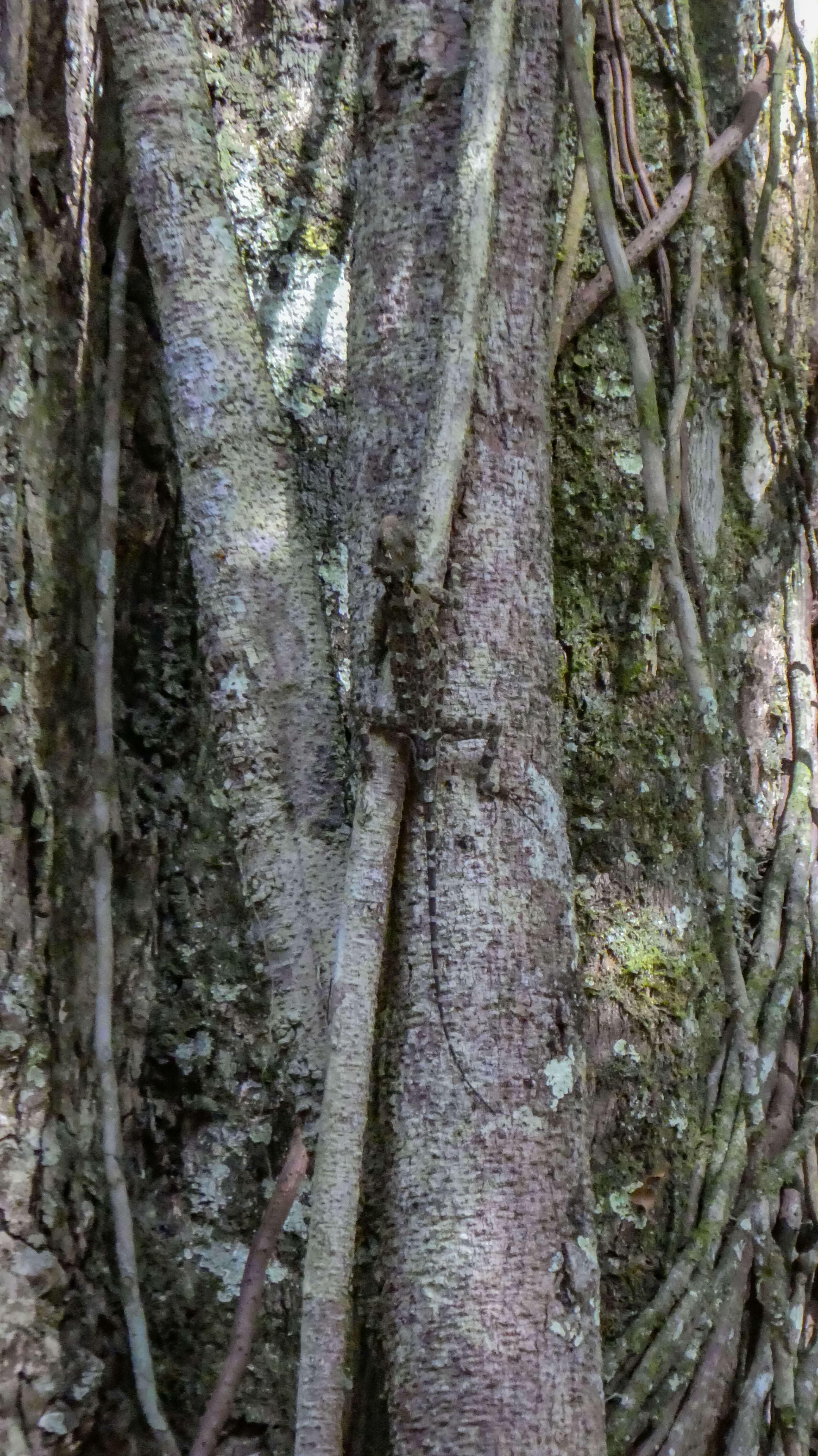 Image of Tree Runner