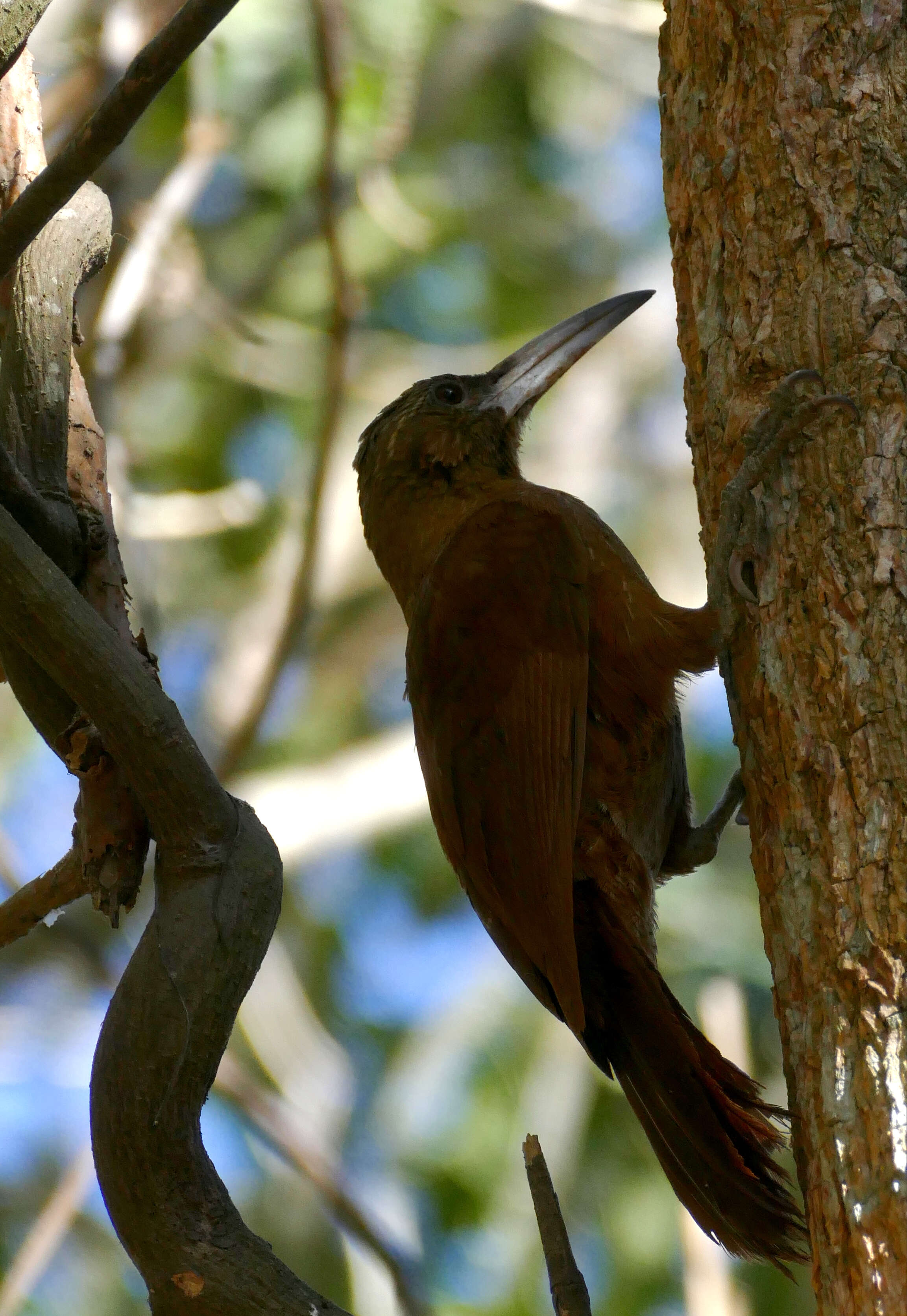 Image of Great Rufous Woodcreeper