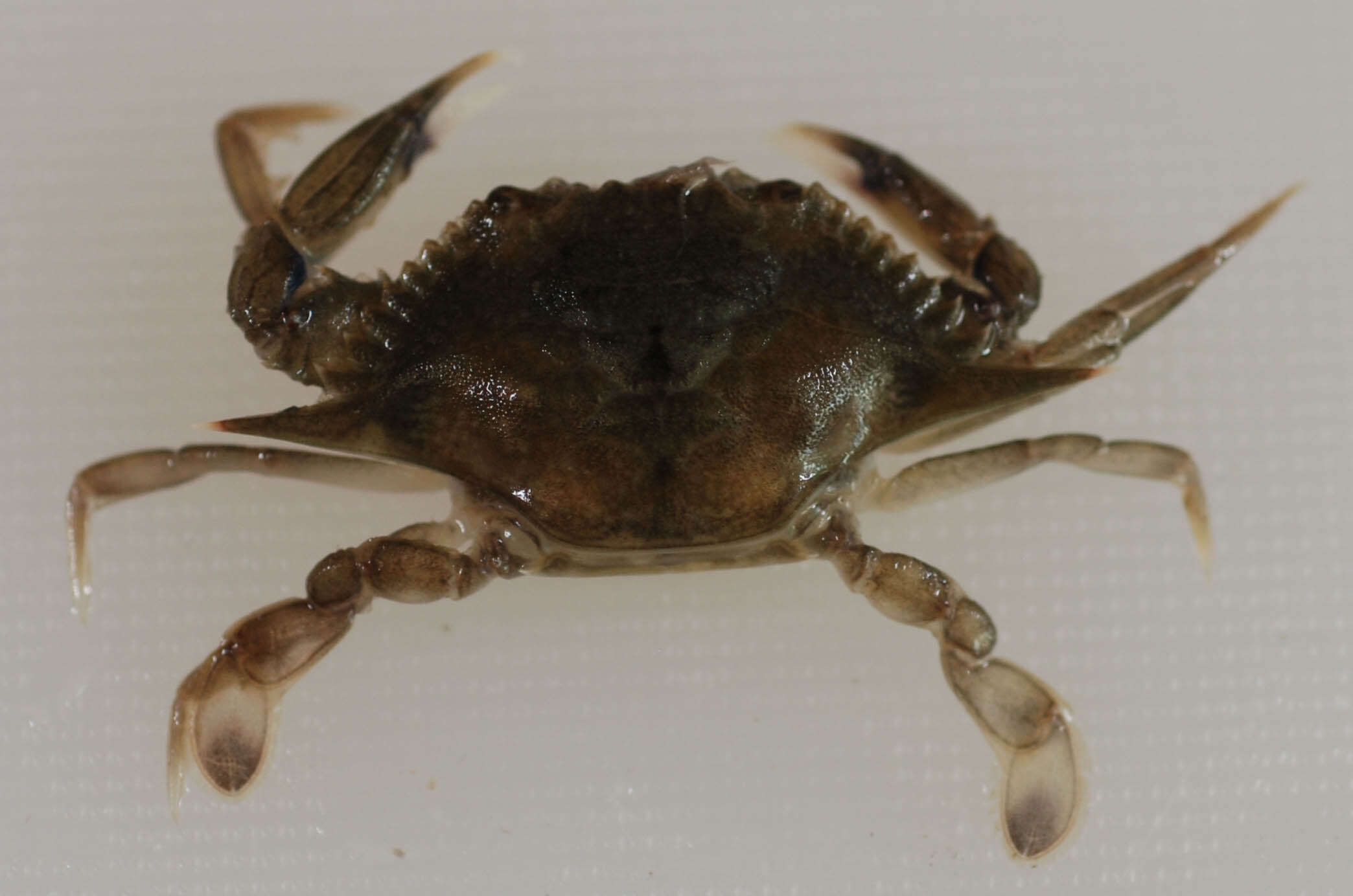 Image of lesser blue crab