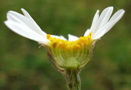 Image of corymbflower tansy