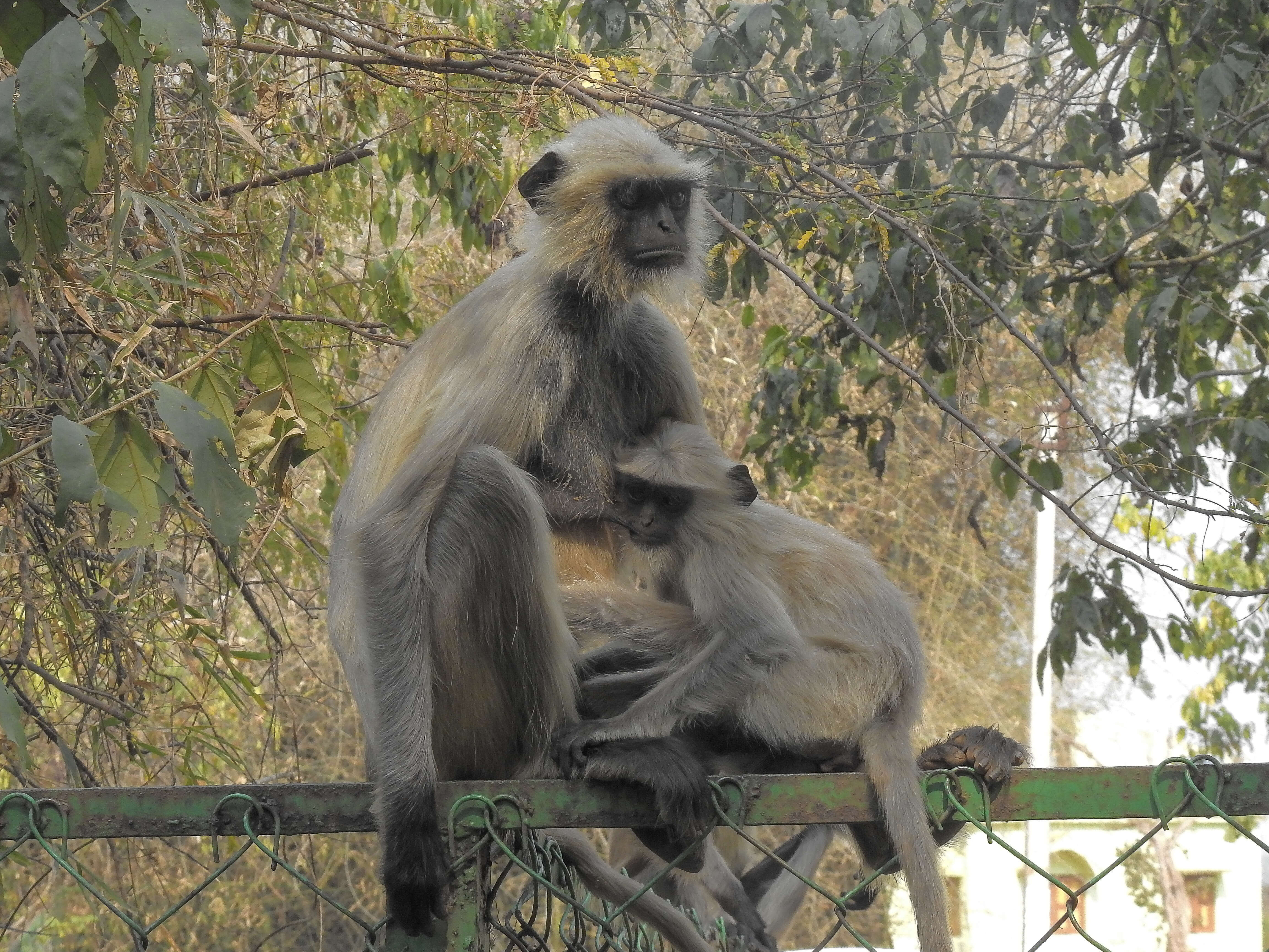 Image of Northern plains gray langur