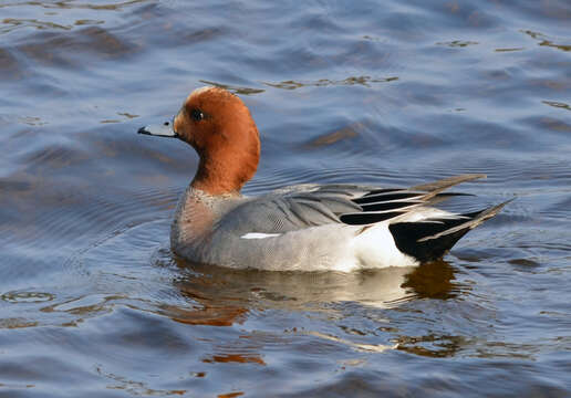 Image of Eurasian Wigeon