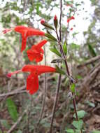 Image of Red sage