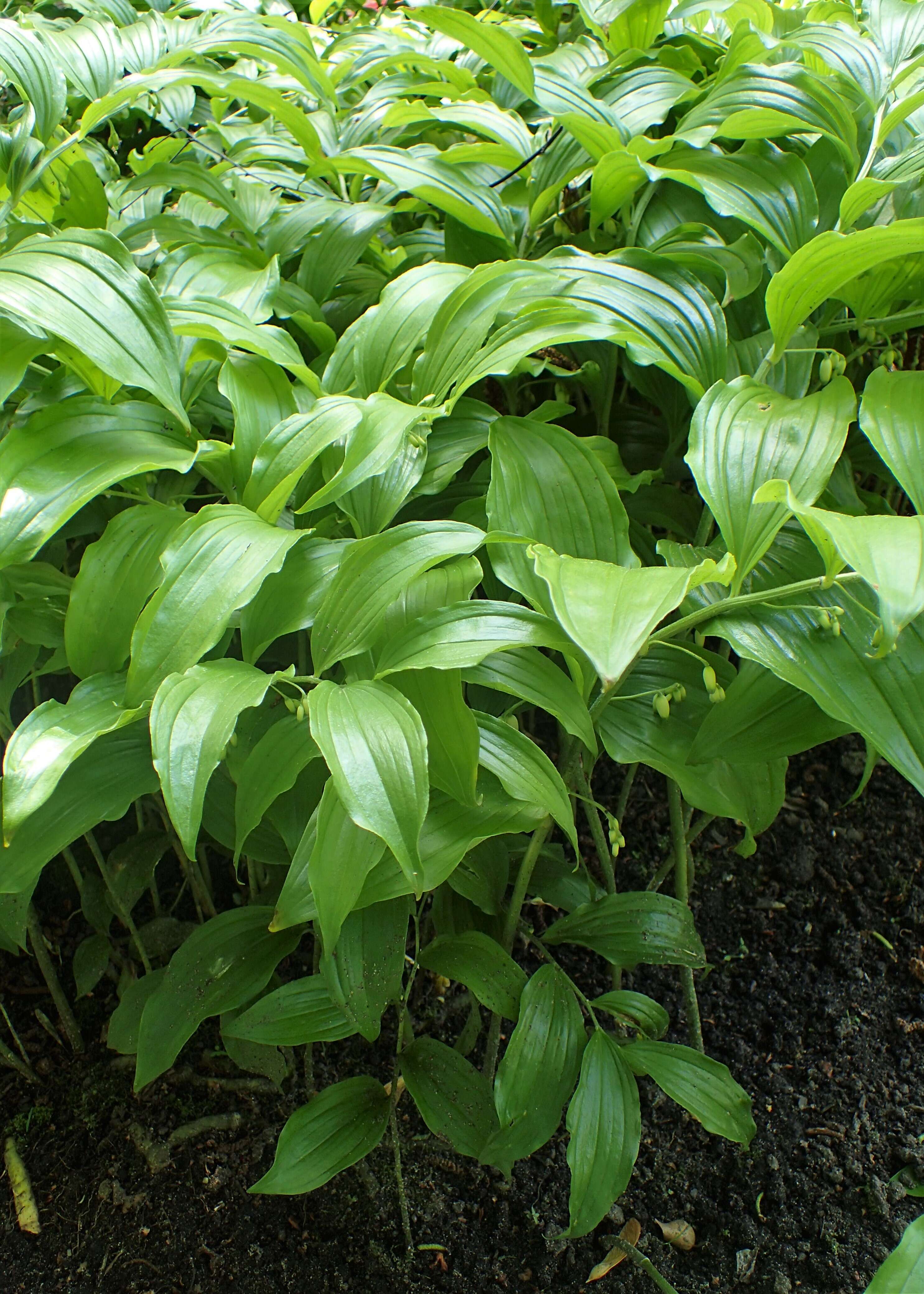 Image de Polygonatum biflorum (Walter) Elliott