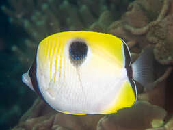 Image of Limespot Butterflyfish