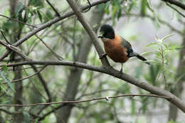 Image of Rufous Sibia