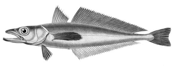 Image of Chilean hake