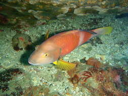 Image of Blue-throated parrotfish