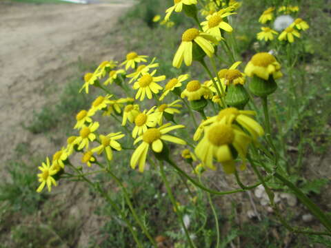 Image of eastern groundsel