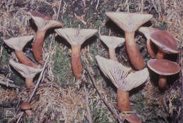 Image of Rufous Milkcap