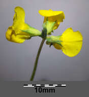 Image of Narrow-leaved Bird's-foot-trefoil