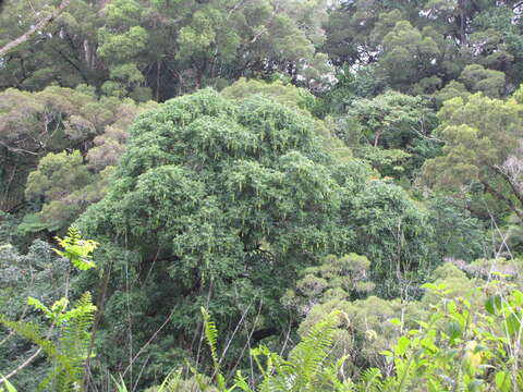 Image of Indian Mahogany