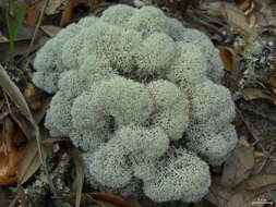 Слика од Cladonia evansii Abbayes