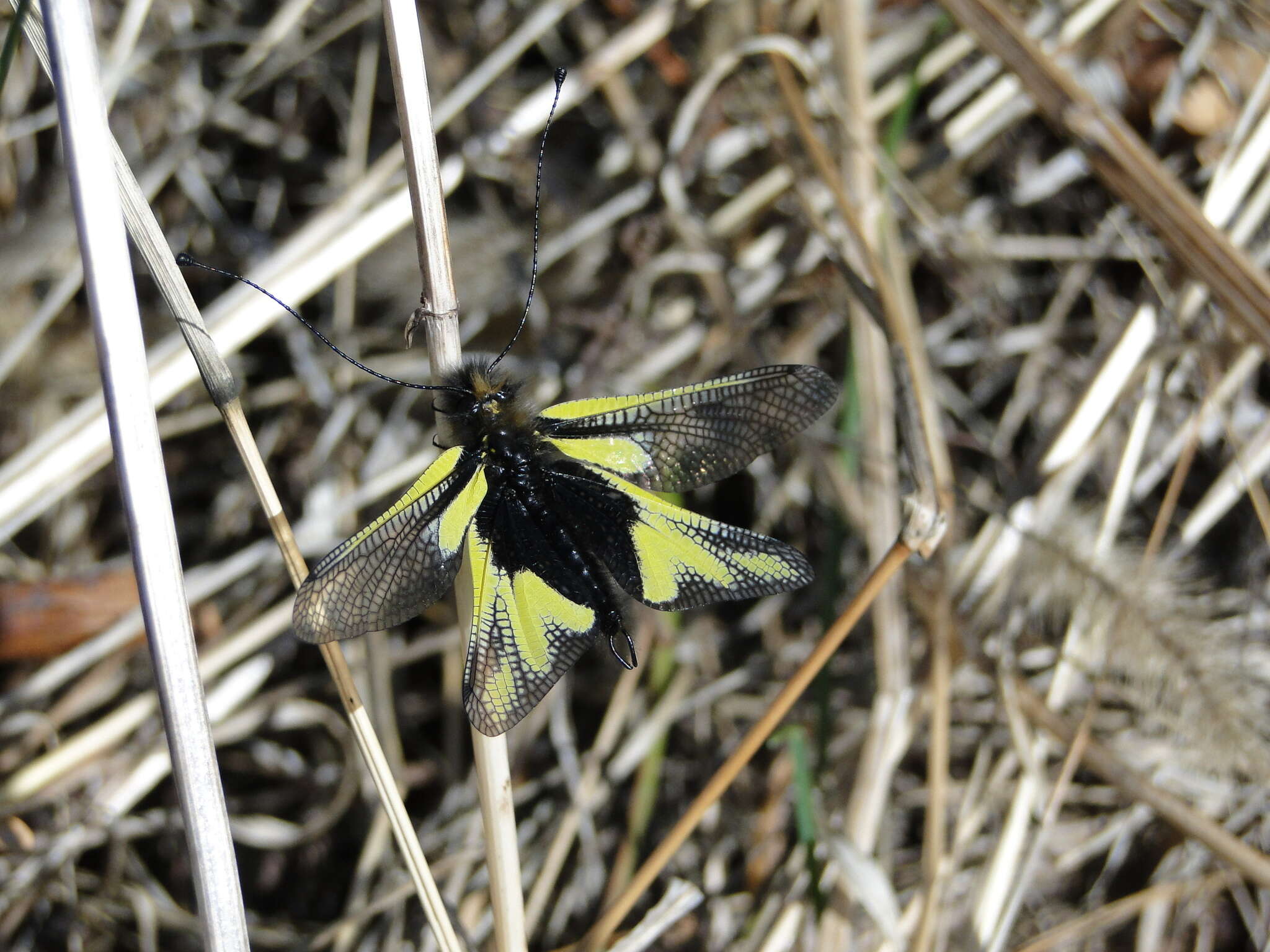 Image of Owly sulphur