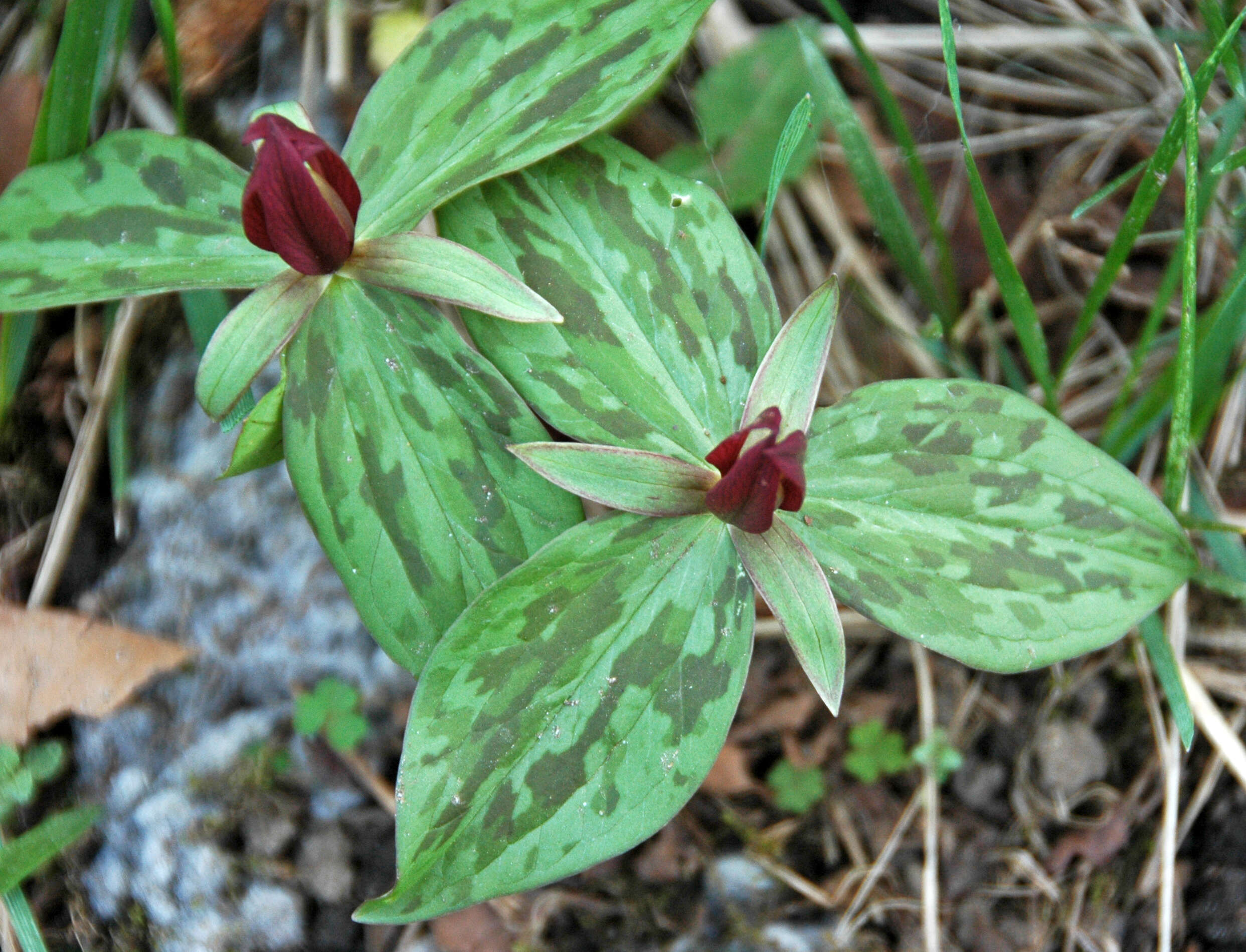 Image of toadshade