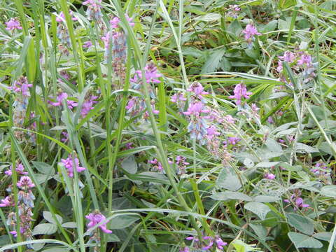 Image of greenleaf ticktrefoil