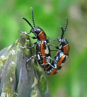 Image of Common asparagus beetle