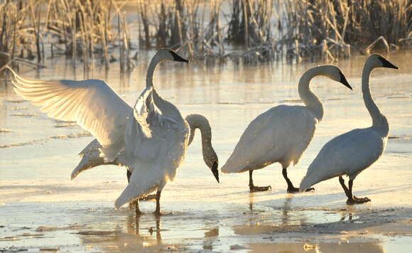 Image of Trumpeter Swan