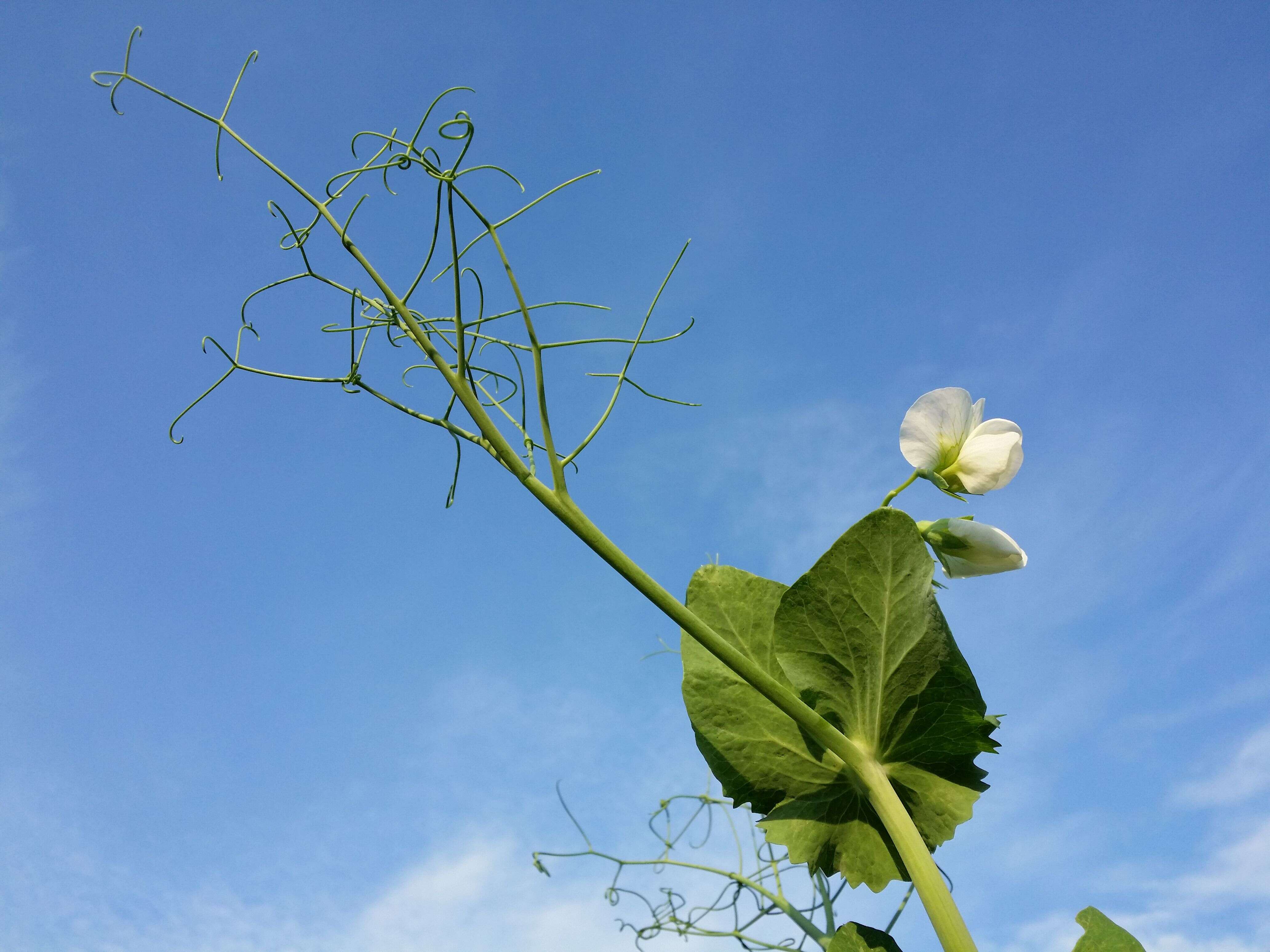 Image of Pisum sativum var. macrocarpum