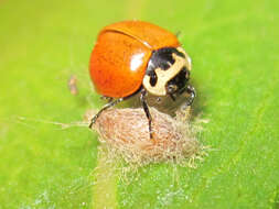 Image of Spotless Lady Beetles