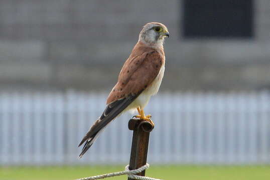 Image of Australian Kestrel