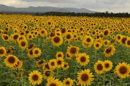 Image de tournesol