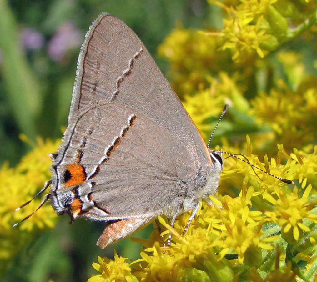 Image of Gray Hairstreak