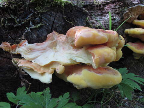 Image of Bracket Fungus