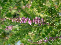 Plancia ëd Indigofera cassioides DC.