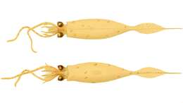 Image of armed cranch squid