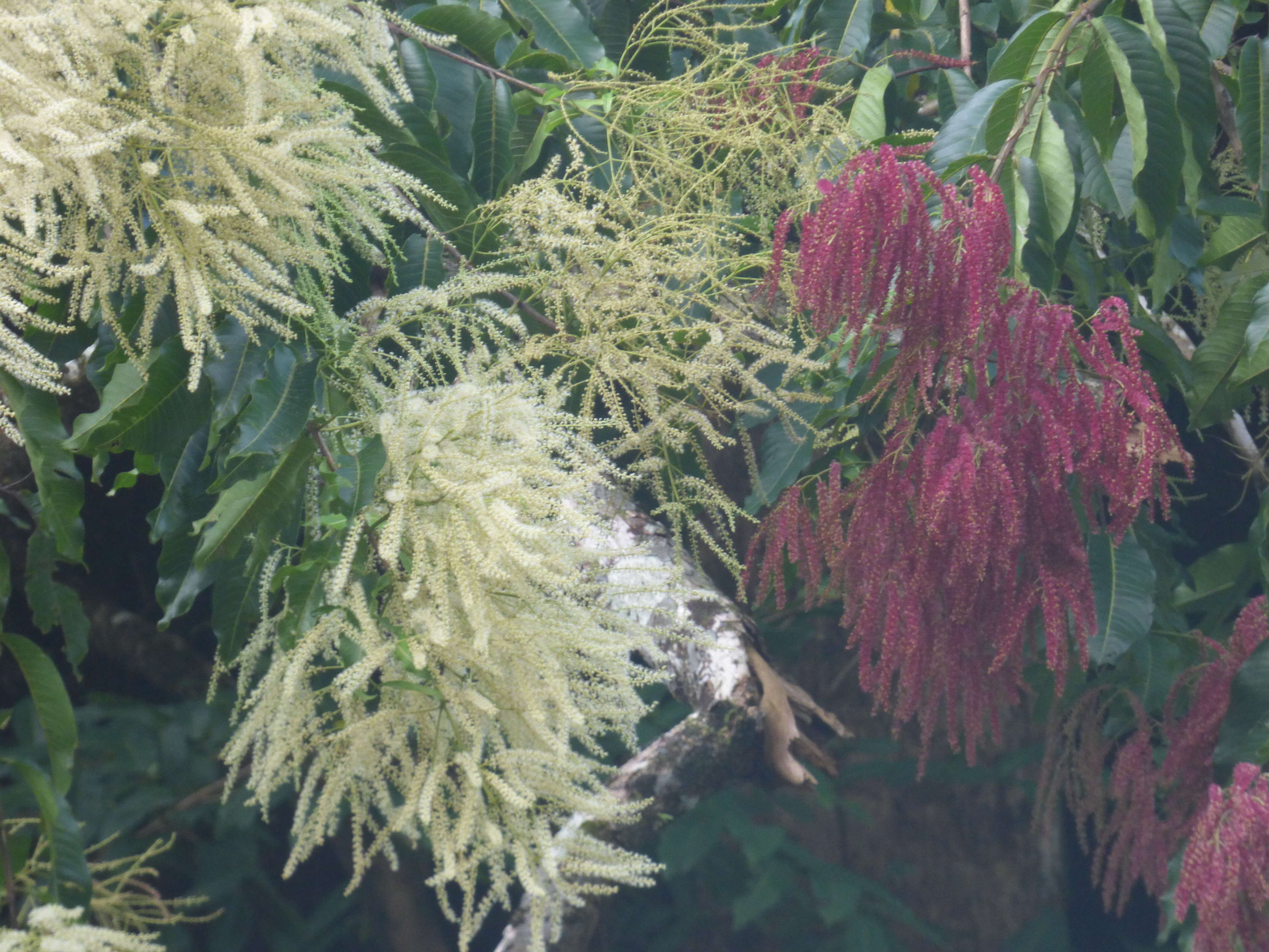 Sivun Terminalia myriocarpa Van Heurck & Müll. Arg. kuva