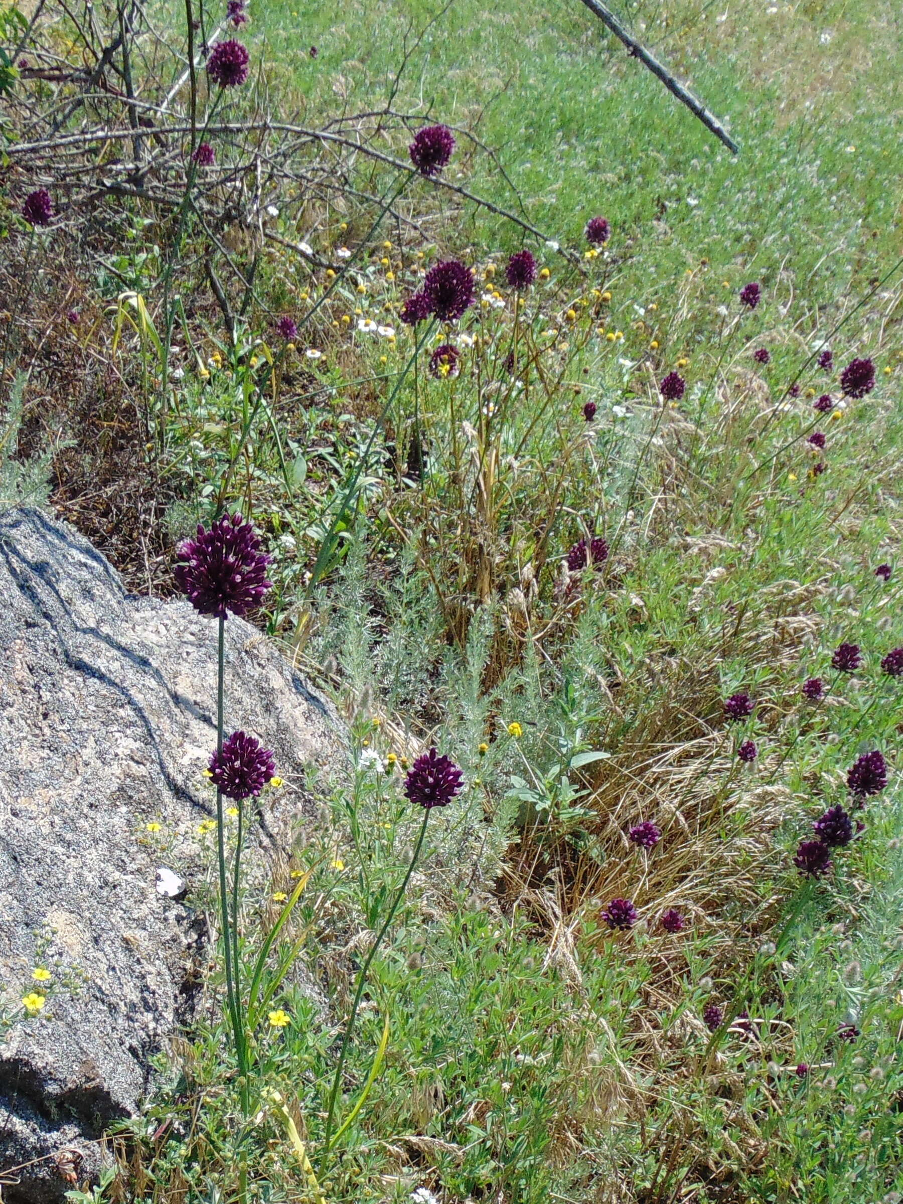 Image of sand leek