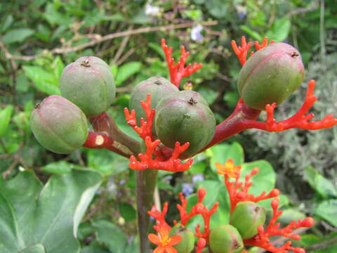 Imagem de Jatropha podagrica Hook.