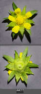 Image of Bushy Cinquefoil