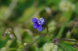 Image of Lobelia alsinoides Lam.