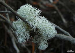 Слика од Cladonia evansii Abbayes