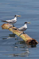 Image of Lesser Crested Tern